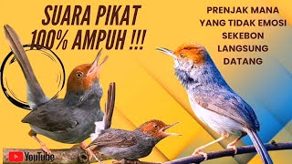 Download lagu SUARA PIKAT PRENJAK PALING AMPUH sekebon langsung kocar kacir mp3 Download lagu SUARA PIKAT PRENJAK PALING AMPUH sekebon langsung kocar kacir mp3