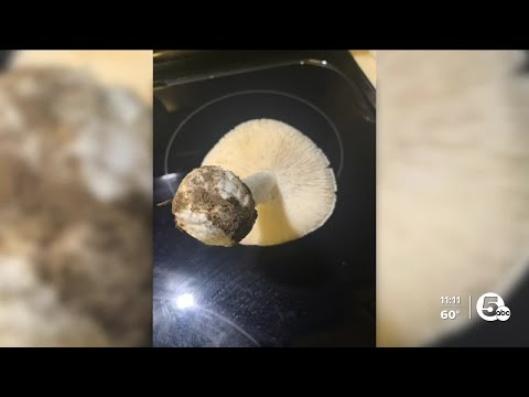 Influx of mushroom poisonings seen in Northeast Ohio