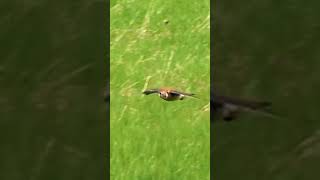 Alas de Libertad: El Vuelo Épico de un Halcón Capturado en Video  #naturaleza