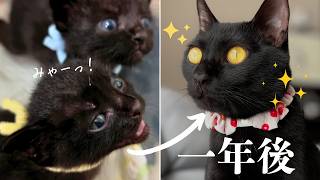 梅雨の日に捨てられた黒猫の幸せな一年　★ラカお迎え一周年★【保護猫/黒猫】 #cat #japanesecat #保護猫