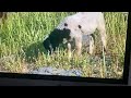 Safari Scrapbook Sheep
