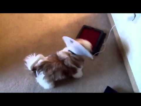 Best puppy in the world