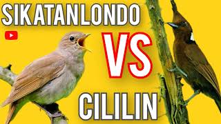 Download lagu MASTERAN SIKATAN LONDO VS CILILIN GACOR JERNIH mp3 Download lagu MASTERAN SIKATAN LONDO VS CILILIN GACOR JERNIH mp3