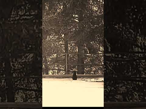 Robse - Le petit chat (slowed + reverb)