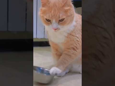 #petlovers#cutcatvedio#funnyvedioshorts