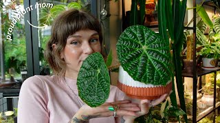 top 12 current favourite houseplants 🌿 philodendron, begonia, alocasia, & more!