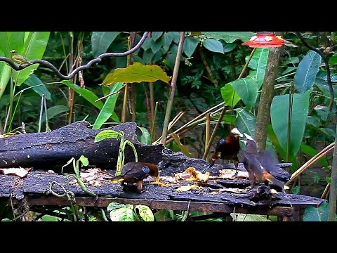 Chestnut-headed Oropendolas Begging And Allofeeding On The Panama Fruit Feeder – July 21, 2020