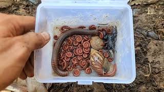 Download lagu Catch 100 Red Millipedes And 1 Biggest Millipede, Snail, Scorpion Put In One Box mp3 Download lagu Catch 100 Red Millipedes And 1 Biggest Millipede, Snail, Scorpion Put In One Box mp3
