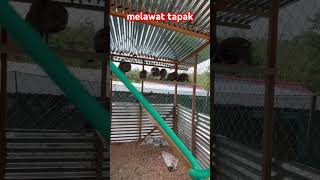Download lagu ternakan ayam belanda mp3 Download lagu ternakan ayam belanda mp3