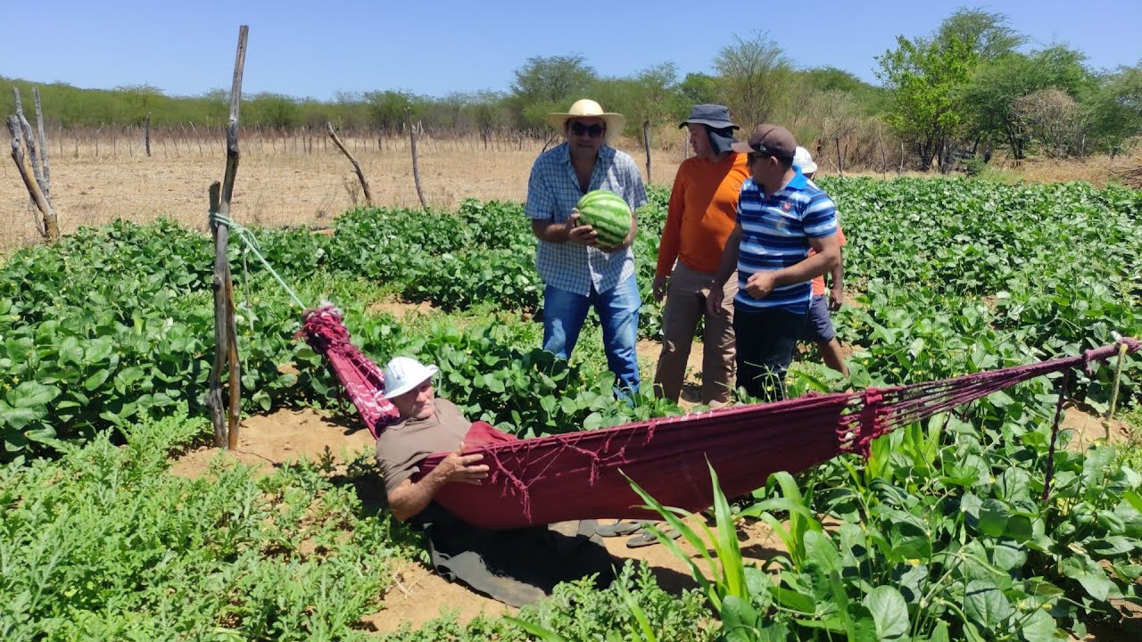 FARTURA NO SERTÃO NORDESTINO. VISITANDO O ROÇADO DE SEU ANTÔNIO PEREIRA DE SALGUEIRO PERNAMBUCO.