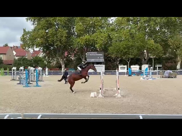 JUMENT Pr&eacute;nium CSO 125/130 - Balou du Rouet x Nonstop