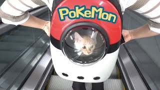 세상 가장 귀여운 고양이 가방을 메고 여행을 떠났어요