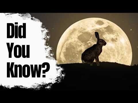 Most People Don't Know These Brown Hare Facts!