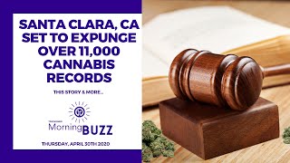 SANTA CLARA COUNTY SET TO EXPUNGE OVER 11,000 CANNABIS RECORDS | TRICHOMES Morning Buzz