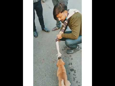 Ore priya | Dog lovers |