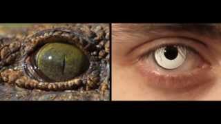 I AM UN CHIEN !! - HUMANITY (Official Music Video)