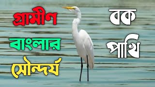 Download lagu বক পাখি উড়ছে। গ্রামীণ বাংলার সুন্দর একটি পাখি  #shorts mp3