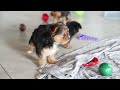 Yorkshire Terrier dogs for sale: Bella - Video 1