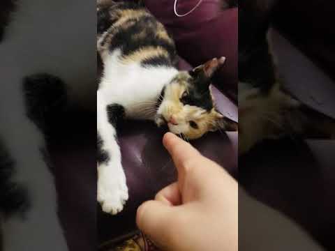 Cute cat bites