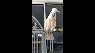 Moluccan Cockatoo dances to “Crazy Rich Asians” - “I Want Your Love”
