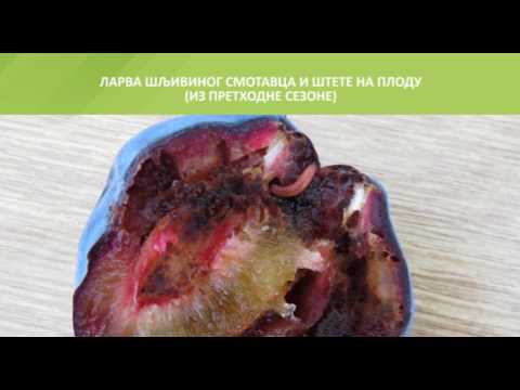 Zelena prognoza, 19.6.2017. - O šljivinom smotavcu