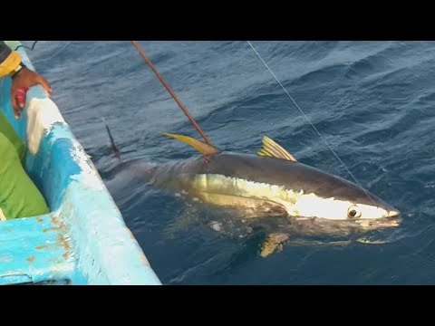 Amazing Fisherman Yellowfin Tuna Fishing Handline Fish