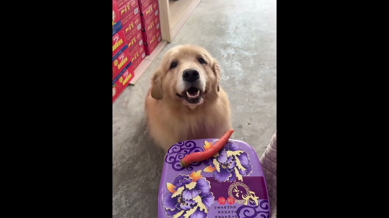 Golden Retriever Trade Time #shorts #dogs