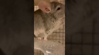 我が家のチンチラ様 #チンチラ  #小動物