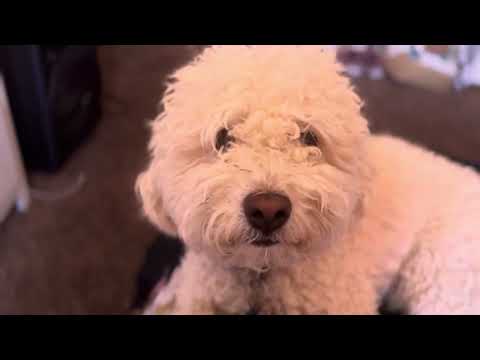 Observing my dogs cuteness healing my depression 🥰