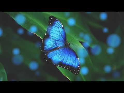 KARAT - "BUTTERFLY" (acoustic)