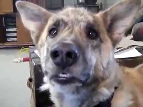 Cachorro falante (Bacon, Bife e afins)