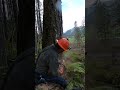 Falling a Tree For Home Building To An OG Beat