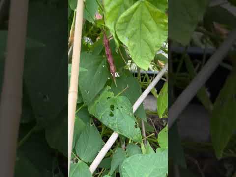 Borlotti beans  #beans #organicvegetables