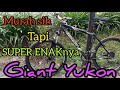Sepeda Giant Atx 770 D