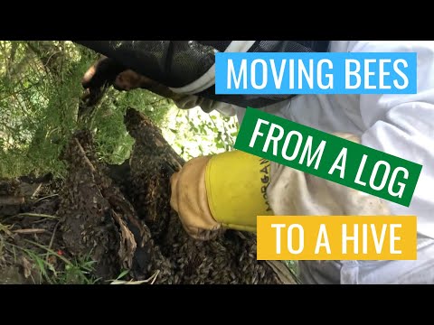 Moving bees from a log to a hive