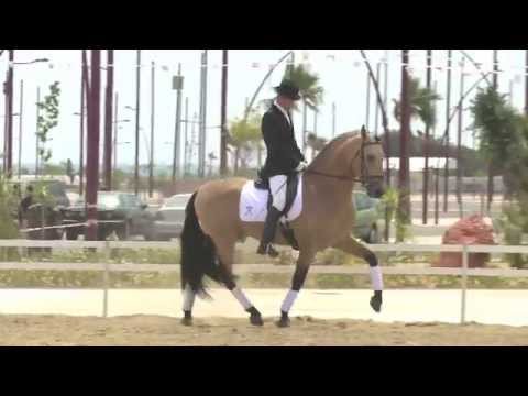 Andalusian Horse´s Videos