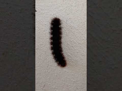 Black caterpillar fleeing from Sun Barva de Heredia Costa Rica March 16 2026