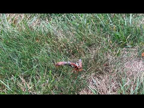Cicada Killer Wasps Having Some Fun in Franklin Park, NJ