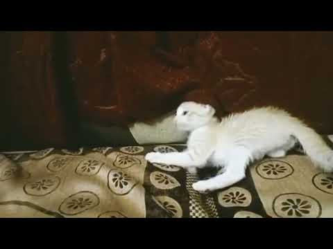 Funny Cat and Kittens video#, cute cat & Kitten🐈‍⬛