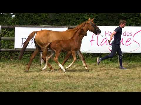 JUMPER DES FLAGUES Z