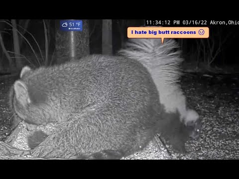 1 Skunk vs 3 Raccoons at BWHQ