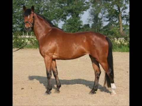 Florenciano x Weltmeyer, geb. 2009