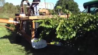 preview picture of video 'Dennis Vineyards Winery -  Charlotte NC Winery Harvest 2013'