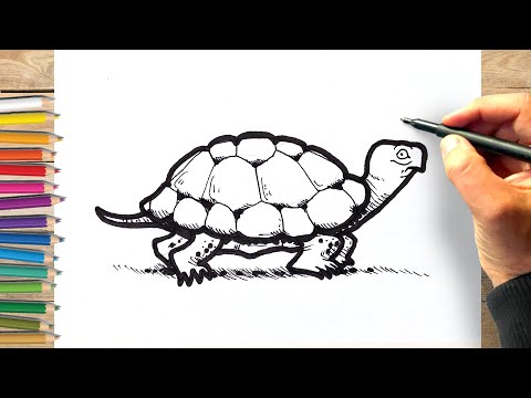 Comment dessiner une tortue facilement