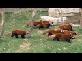 Three Red Pandas waved their big tails together