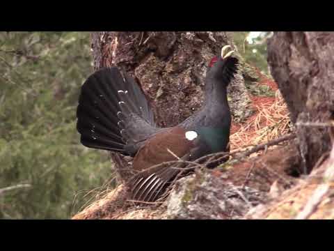 Глухарь, Tetrao urogallus, Western capercaillie, Auerhoen, Auerhuhn, Grand Tétras, Tetrao, Głuszec