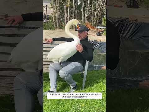 This man rescued a swan that was stuck in a fence and then this happened
