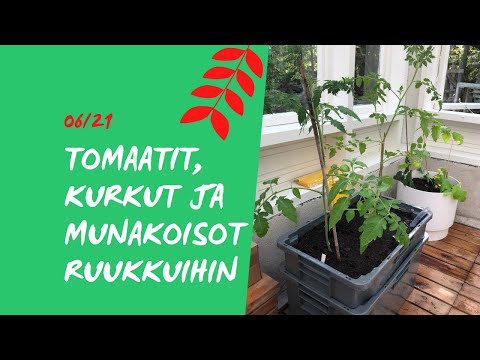 , title : 'TOMAATIN🍅, KURKUN🥒 ja MUNAKOISON🍆 taimet pääsevät altakasteluruukkuihin kasvihuoneessa🏢'