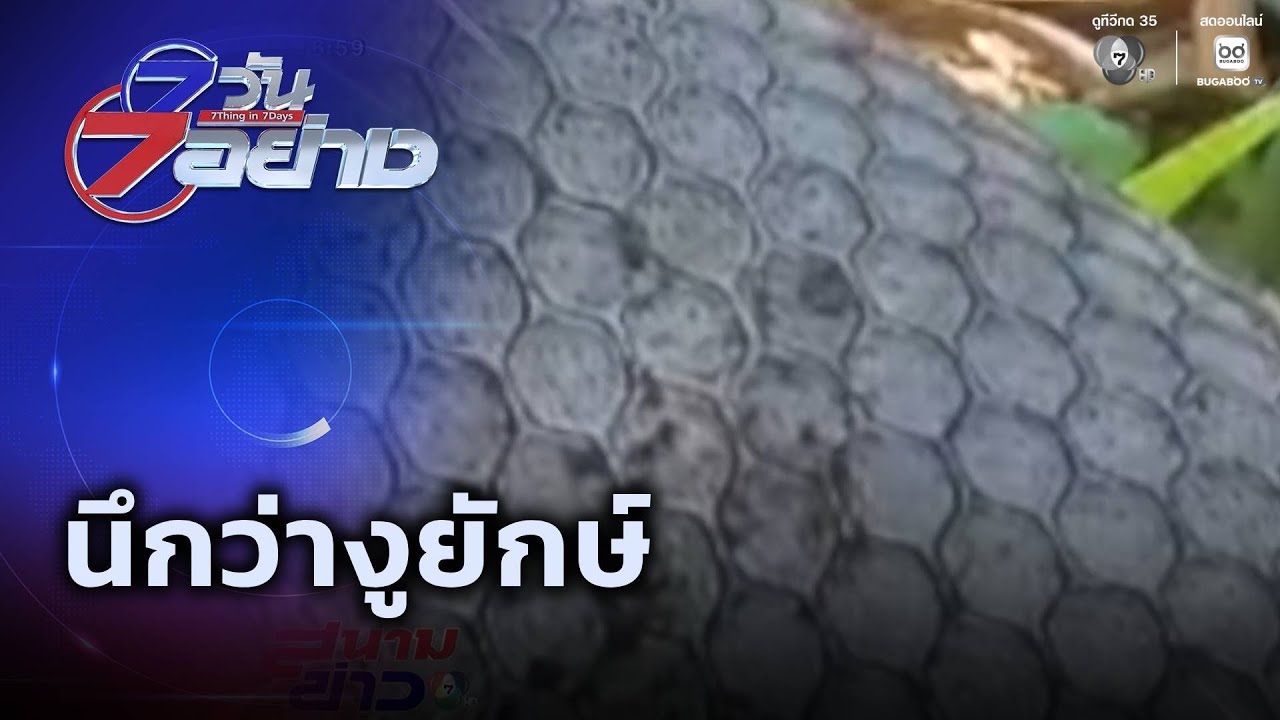 ใจหายใจคว่ำ นึกว่างูยักษ์ | 7 วัน 7 อย่าง