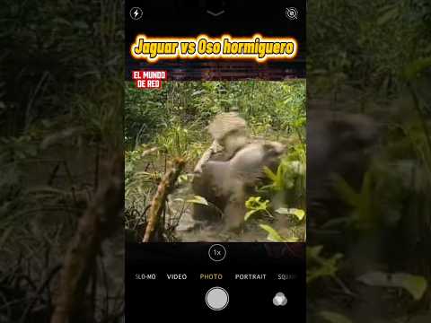 Jaguar contra un Oso Hormiguero: Una batalla campal por la vida.